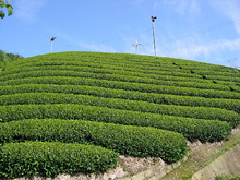 茶畑の風景