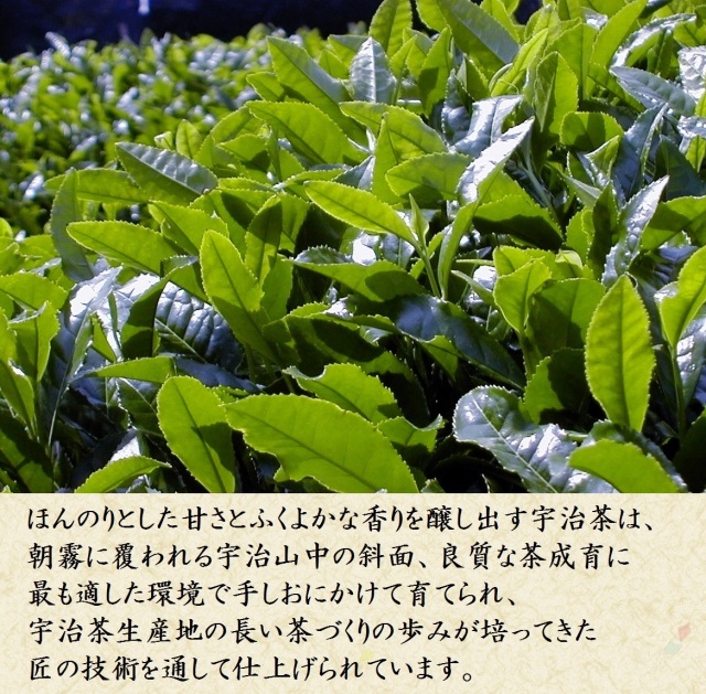 宇治茶