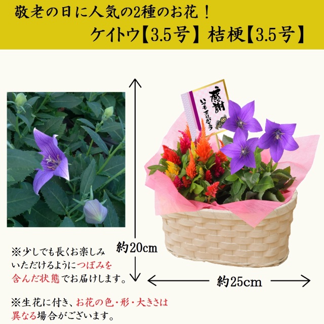 21敬老の日 抹茶ケーキと抹茶ラテとお花のセット 9 16 までにお届け 宇治茶 抹茶スイーツ 抹茶菓子 京都茶匠きよ泉 21敬老の日 抹茶ケーキと抹茶ラテとお花のセット 9 16 までにお届け 宇治茶 抹茶スイーツ 抹茶菓子 京都茶匠きよ泉