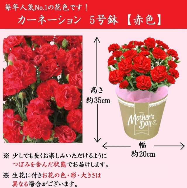 赤のカーネーション
