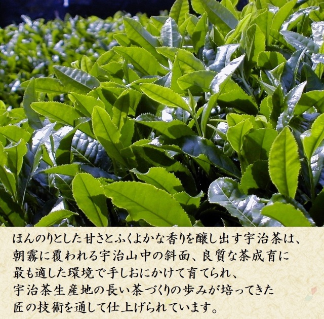 宇治茶畑
