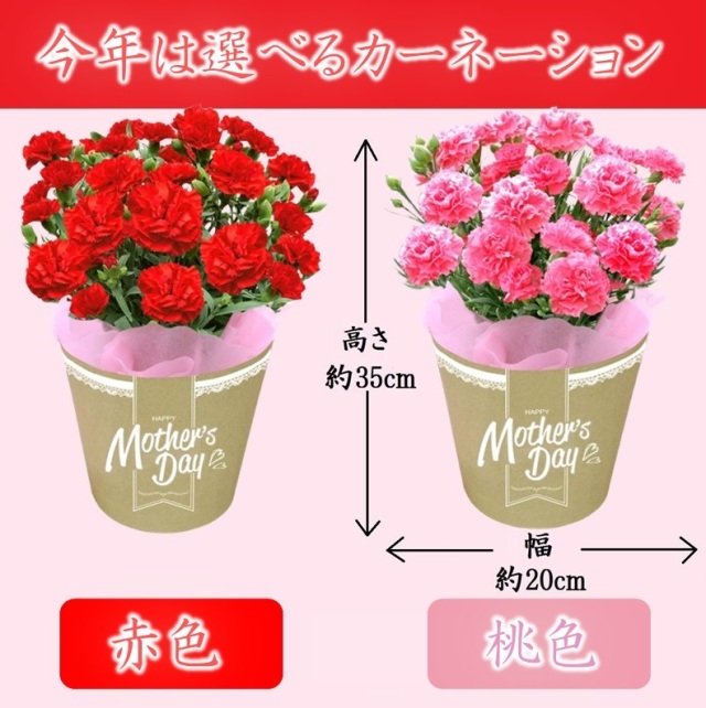 選べるカーネーション