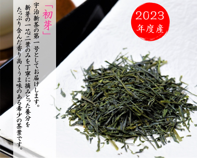 宇治新茶初芽