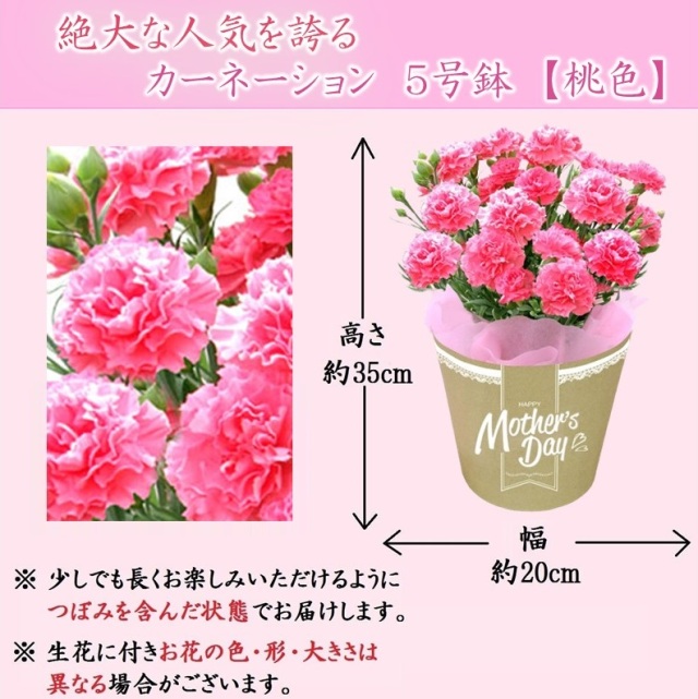 桃色カーネーション